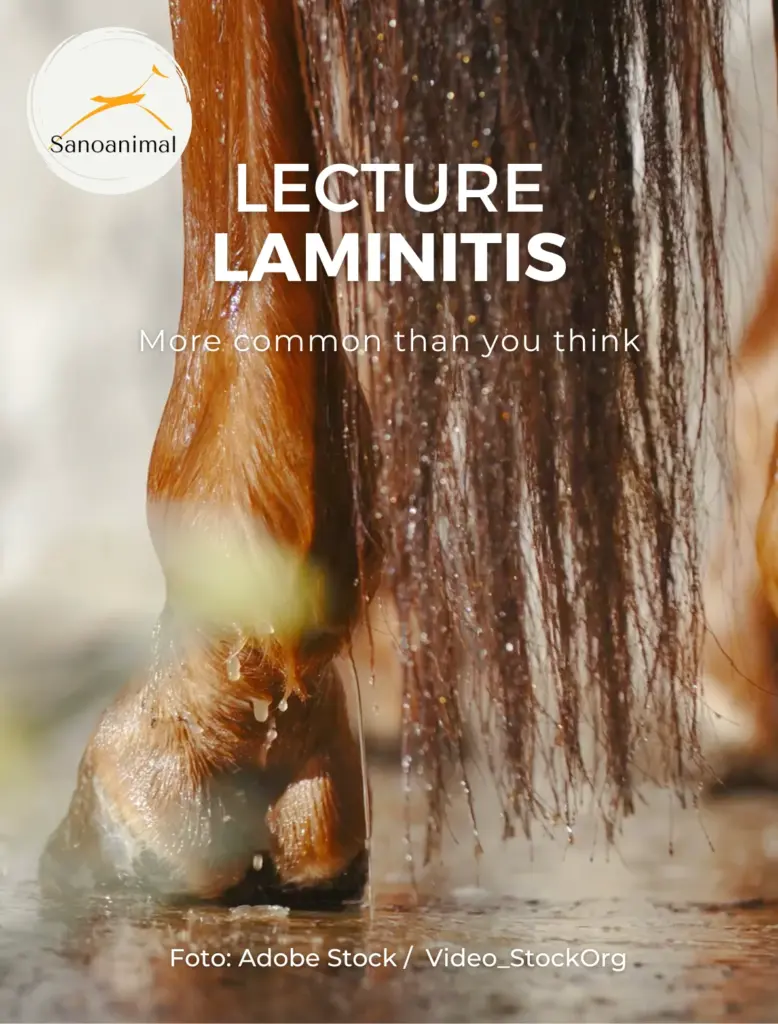 Lecture Laminitis